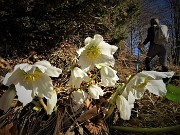 Anello Zuc de Valmana, Canti, Tre Faggi da Fuipiano-5febb22- FOTOGALLERY